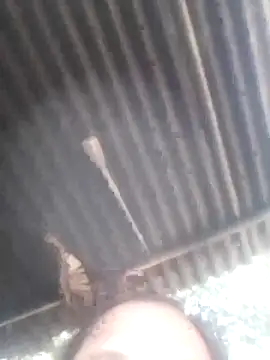 jacka 305 online show from January 11, 6:53 am