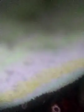 jacka 305 online show from January 14, 9:07 pm