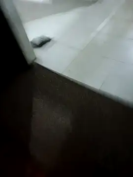 MonasticCanine online show from February 10, 10:03 am