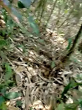 Cloud-wh online show from March 2, 2:45 am