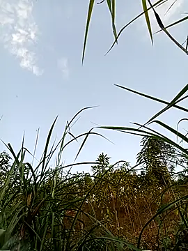 Snapshot of -Chua-90 chatting on February 21, 10:17 am -Chua-90 online show from February 21, 10:17 am