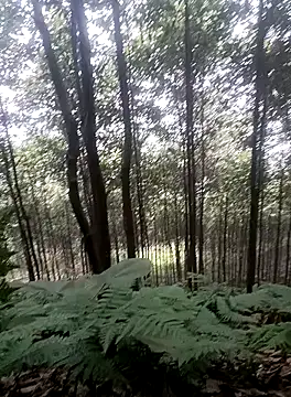 thuy-kieu online show from January 9, 1:56 am