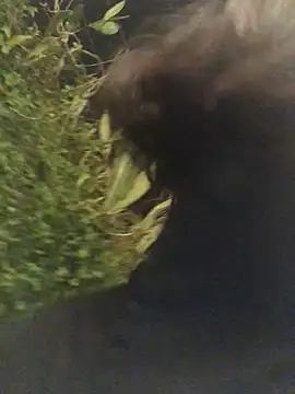 Trangbabylove online show from March 25, 2:49 pm