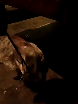 Adrian sxp online show from November 18, 4:38 am