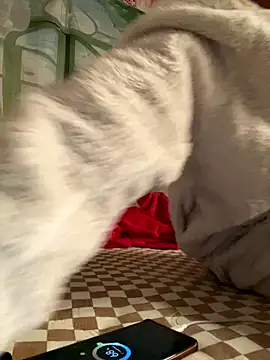 Yes-Baby-A online show from January 6, 9:08 pm