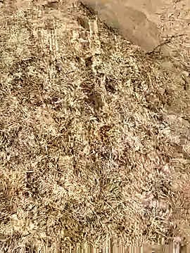 Meow buggie online show from January 13, 10:41 am