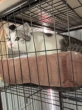 Toffee-00 online show from November 26, 3:28 am