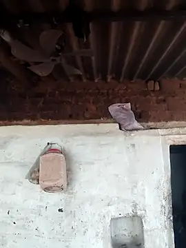 Babita Gori online show from April 15, 11:38 am