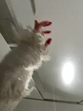 Seven-017 online show from December 21, 6:59 am