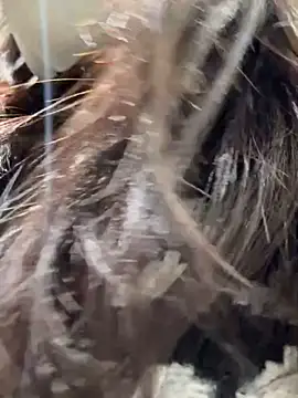 Seven-017 online show from December 16, 5:00 am