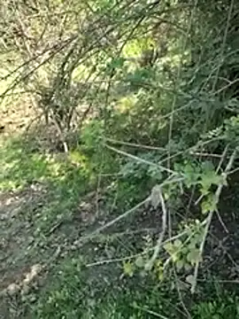 88zaifkhan88 online show from March 2, 4:46 am