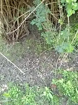 88zaifkhan88 online show from March 2, 5:08 am