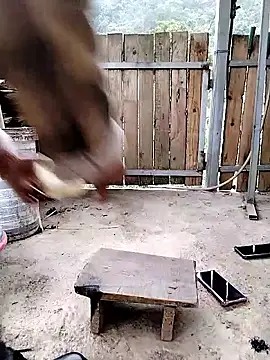 mumu661 online show from January 8, 8:31 am