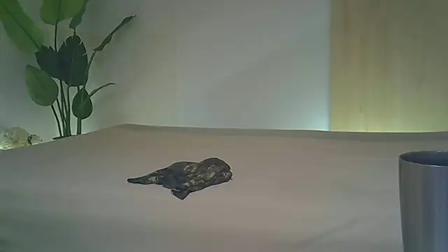 kyono-iyashi online show from June 20, 2:44 pm