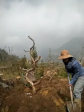 Alibabapi online show from March 25, 2:12 am