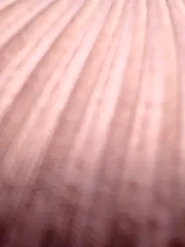 Hailey 1-2 online show from December 3, 4:39 pm