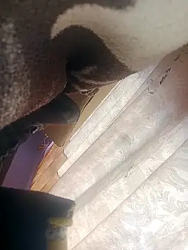 Snapshot of OrangishBank827 chatting on December 16, 10:36 pm OrangishBank827 online show from December 16, 10:36 pm