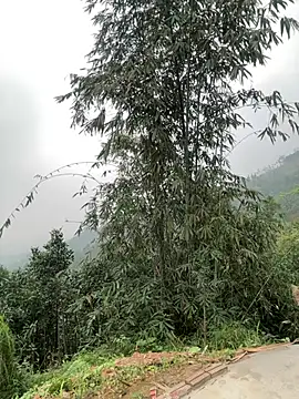 Him MountainGirl online show from March 20, 12:44 am