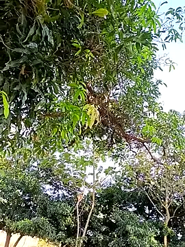 Avejkhan1630 online show from December 14, 4:29 am