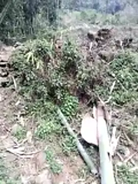 neko-nancy online show from February 26, 7:08 am