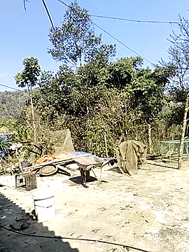 neko-nancy online show from February 16, 7:07 am