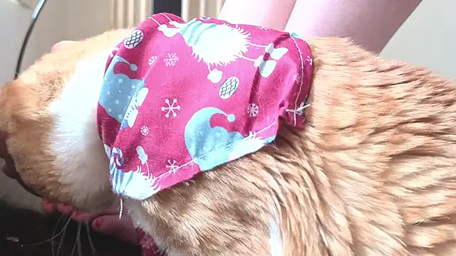 Feetbeth online show from March 4, 7:43 pm