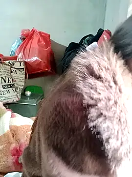 little-effy online show from February 17, 3:04 am