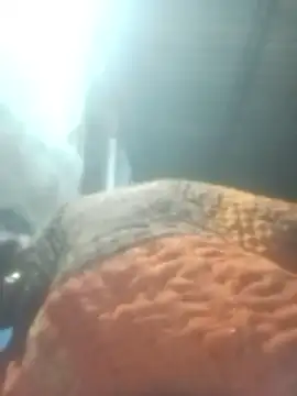 Pinki rajak online show from January 11, 7:10 pm