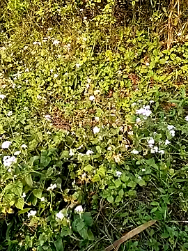 seacyre online show from April 13, 12:58 am