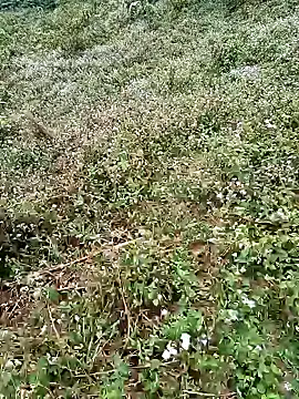 seacyre online show from April 16, 12:44 am