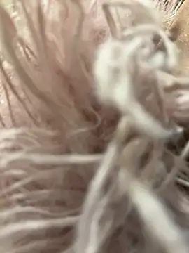 mengmeng776 online show from February 12, 1:33 pm