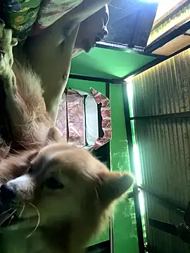 Fixvyusv online show from January 12, 5:14 am