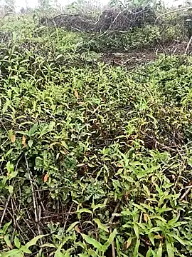 Sheela Sex90 online show from April 16, 4:02 am