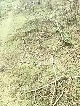 Sheela Sex90 online show from April 19, 6:58 am