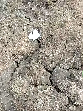 Tamilpaiyan07 online show from March 11, 10:53 am