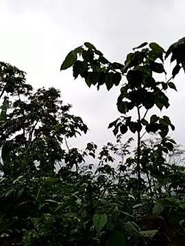 galaxy898 online show from March 15, 10:55 am