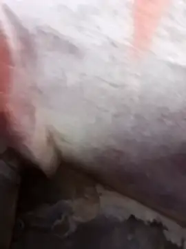 daksh  8 inche online show from April 8, 9:16 pm