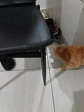 hotbuch online show from January 6, 6:56 pm