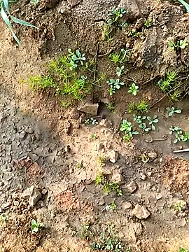 Alisha beby143 online show from January 10, 3:46 am