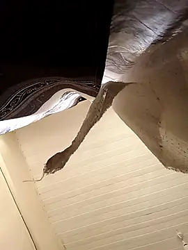 shanicollete online show from January 15, 4:27 am