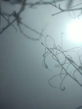 Snapshot of momo_loves chatting on January 9, 7:48 am momo loves online show from January 9, 7:48 am