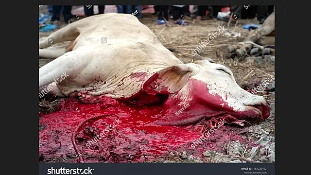 Clima muse online show from April 12, 1:42 am