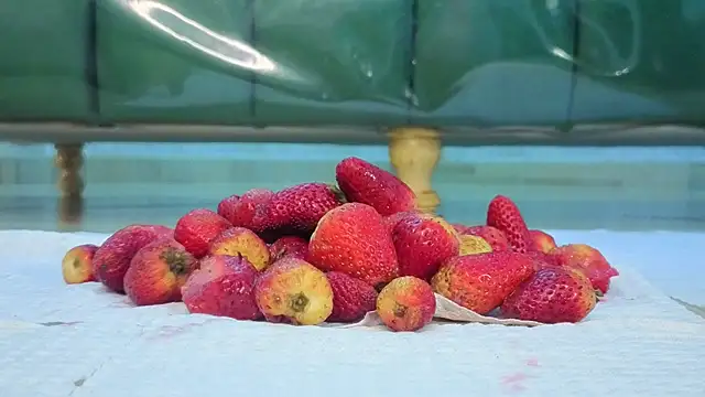 zarcasutra t online show from March 31, 12:51 pm