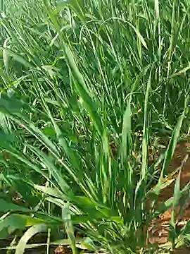 Kirti sexy online show from January 15, 9:23 am