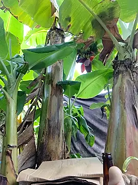 Hivi 09 online show from April 12, 12:25 am