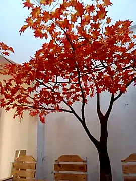 Dante Knox online show from February 14, 11:54 am