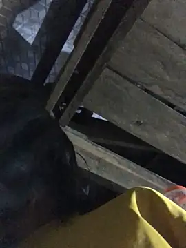 sun-shii online show from March 22, 11:28 pm