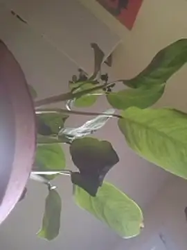 NickoHetero online show from January 17, 2:42 pm