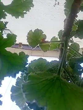 dicklife3485 online show from April 4, 8:43 am