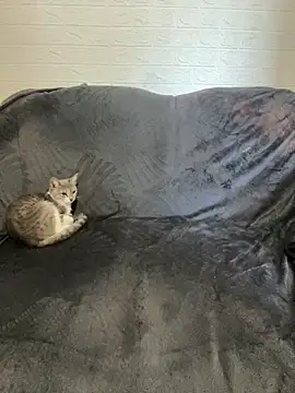 AlisRoxy online show from February 22, 6:16 am